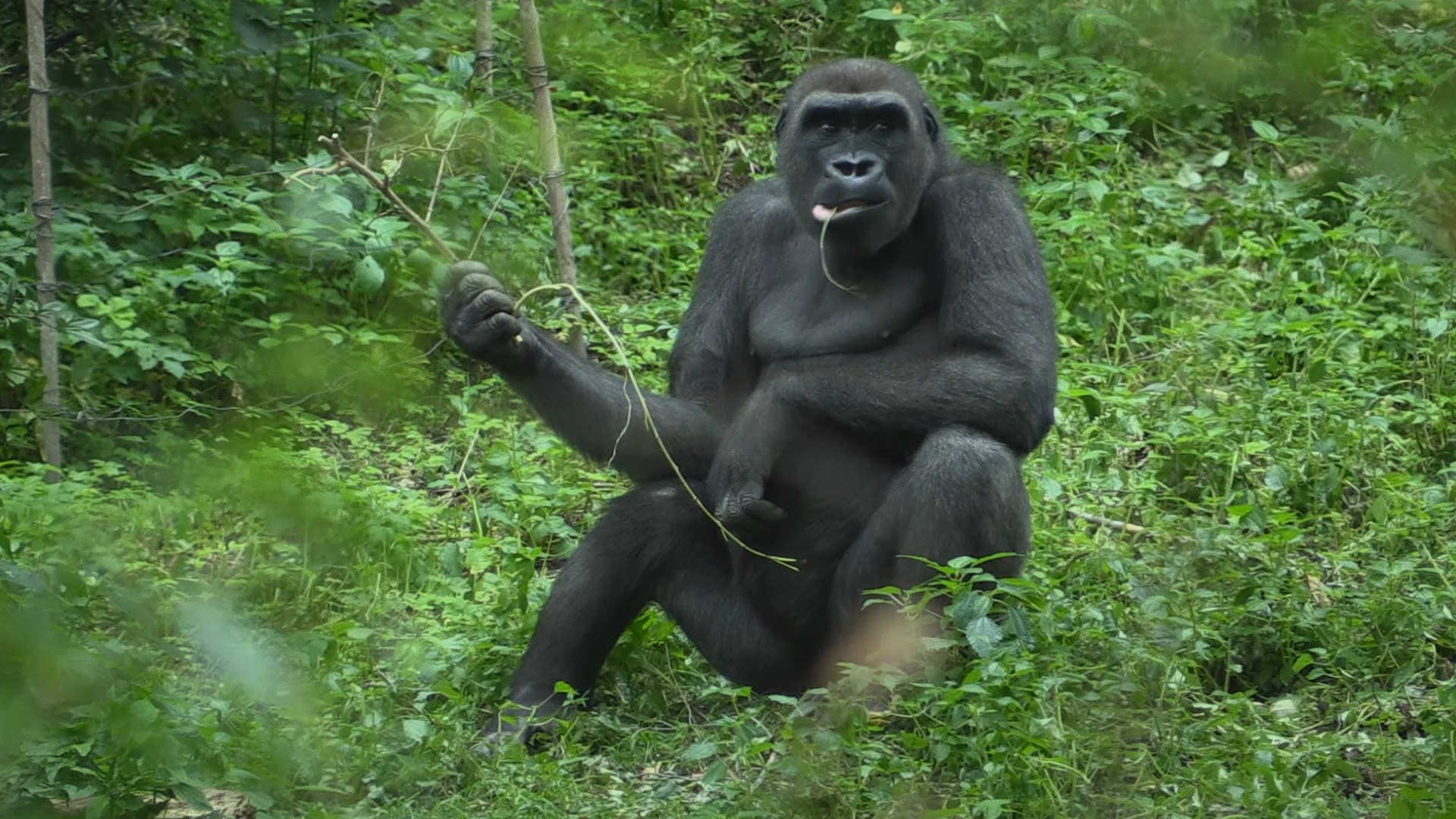 Keine Lust Auf Paparazzo Gorilla Zeigt Fotografen Rotzfrech Den Mittelfinger