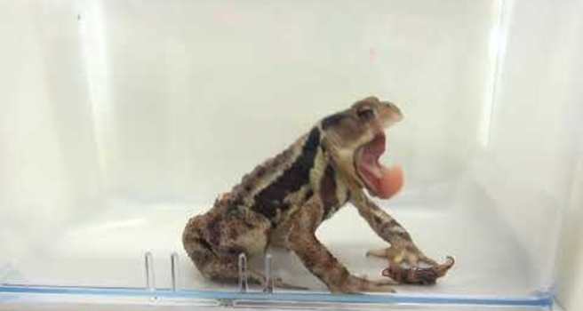 Watch a horrifying X-ray video of a cane toad eating