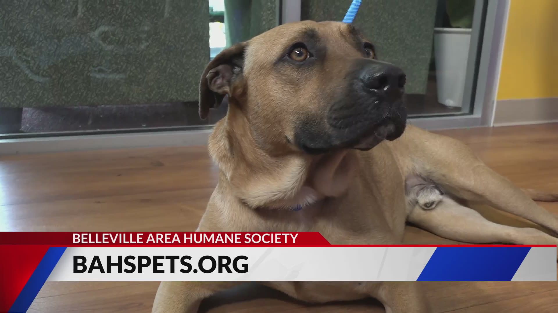 Huge Cane Corso's Annoyance Over Parents Putting up a Baby Gate Is