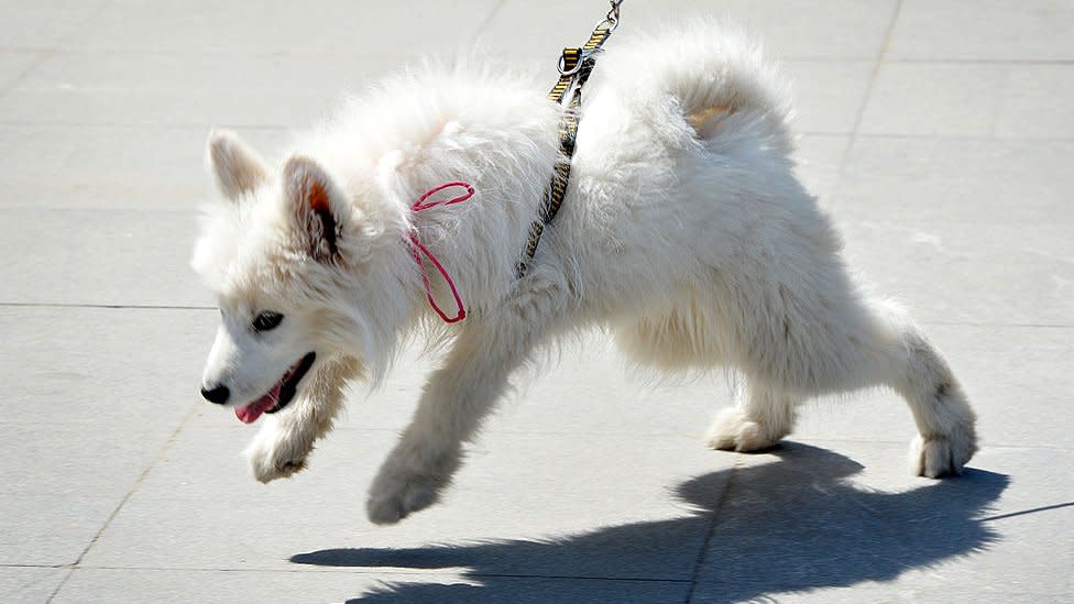 jan palmer american eskimo