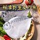 【愛上新鮮】鮮凍野生皮刀魚12隻組(2隻裝/180-200g±10%/隻) product thumbnail 2