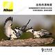 Nikon ProStaff P3 8x42 雙筒望遠鏡 - 總代理公司貨 product thumbnail 6