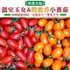 【果農直配】溫室玉女番茄＋橙蜜香小番茄雙拼小番茄5斤 product thumbnail 2