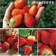 【天天果園】嚴選苗栗大湖香水草莓(15顆/共約400g) x1盒 product thumbnail 2