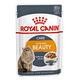 Royal Canin法國皇家 HS33W亮毛成貓專用濕糧 85g 24包組 product thumbnail 2