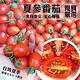 【天天果園】台灣頂級夏三蜜小蕃茄 x3斤 product thumbnail 2