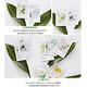 (18入組)innisfree 我的真萃面膜 product thumbnail 5