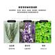 韓國FOODAHOLIC 積雪草舒緩修護凝膠300ml product thumbnail 6