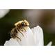 LAOWA 老蛙 90mm F2.8 CA-Dreamer Macro 2x 超微距鏡頭 (公司貨) 望遠大光圈定焦鏡 手動對焦 生態拍攝 product thumbnail 6