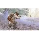 模擬狩獵 Hunting Simulator- PS4 中英日文美版 product thumbnail 4