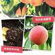 【享吃鮮果】正宗鮮採拉拉山水蜜桃2箱(1.3kg±10%/6顆/箱) product thumbnail 7