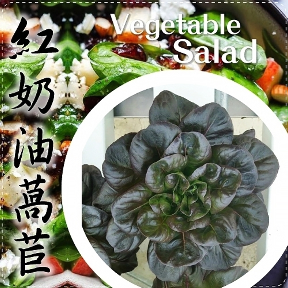 (任選12朵)【天天果園】台灣小農溫室萵苣-綠奶油萵苣(約110g)