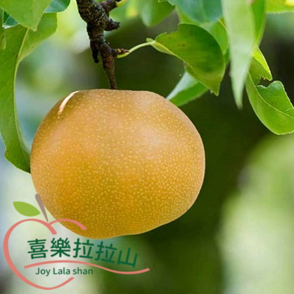 喜樂拉拉山 蜂蜜梨(6粒/3斤/約1.8kg/盒)