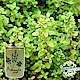 iPlant易開罐盆栽開心農場-百里香 product thumbnail 2