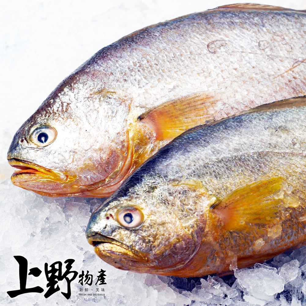 【上野物產】鮮嫩巨無霸急凍黃魚（600-700g±10%/隻）x4隻