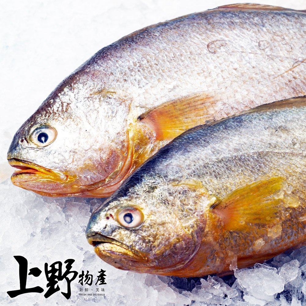 【上野物產】鮮嫩巨無霸急凍黃魚（600-700g±10%/隻）x6隻