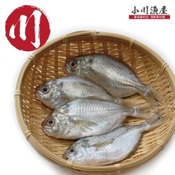 (免運)【小川漁屋】極鮮野生肉魚6包（600g±10%/包/6-8尾）