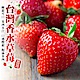 【天天果園】嚴選苗栗大湖香水草莓20-24顆5盒(每盒約400g) product thumbnail 2