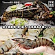 【海陸管家】海鮮雙拼組-波士頓龍蝦+巨無霸海虎蝦 product thumbnail 1