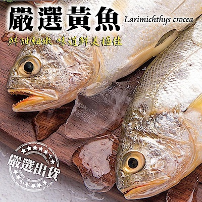 【海陸管家】巨無霸野生深海黃魚 5尾(每尾約600-700g)