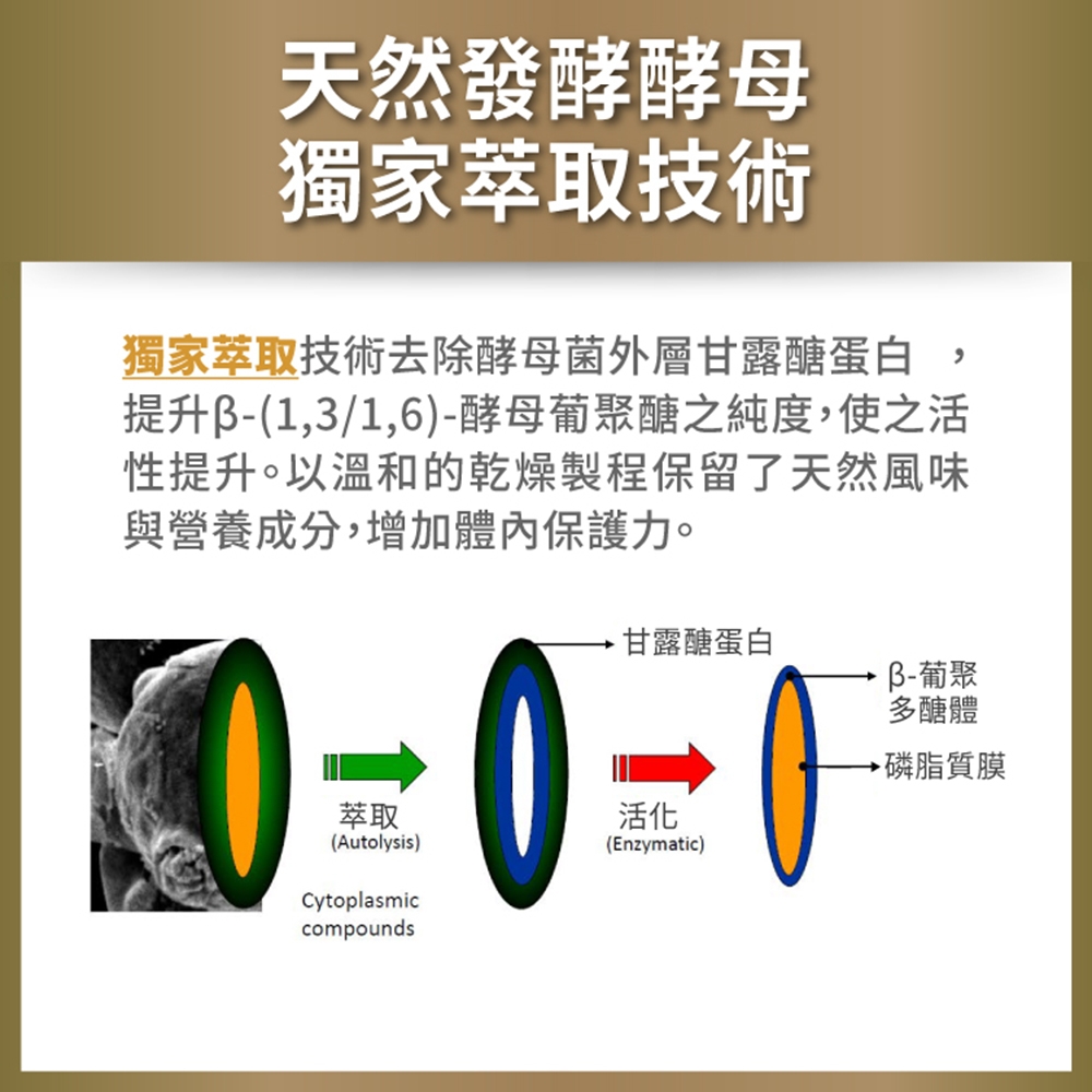 天然發酵酵母獨家萃取技術獨家萃取技術去除酵母菌外層甘露醣蛋白提升(1,3/1,6)-酵母葡聚醣之純度,使之活性提升。以溫和的乾燥製程保留了天然風味與營養成分,增加體內保護力。甘露醣蛋白葡聚多醣體萃取活化(Autolysis)Cytoplasmiccompounds(Enzymatic)磷脂質膜