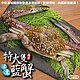 【海陸管家】活凍特大隻藍花蟹2隻(每隻400-450g) product thumbnail 2