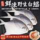 贈扇貝【海陸管家】鮮嫩野生白鯧魚3尾(每尾220g-280g) product thumbnail 1