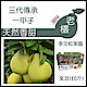 李文粒文旦園 文旦(10斤/7~9顆/箱) product thumbnail 1