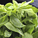 鮮採家 綠色溫室水晶冰菜3盒入(單盒120g±10%) product thumbnail 1
