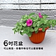 生活king 雅美花盆6吋(3入組) product thumbnail 1