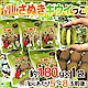 【天天果園】日本香川縣鳥蛋綠奇異果(每袋5-8顆/共約180g) x1袋 product thumbnail 1