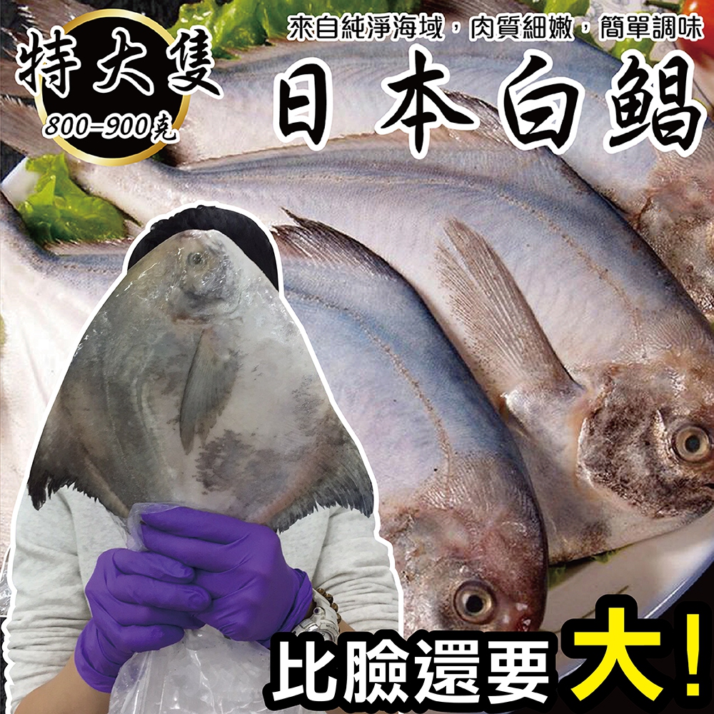 【海陸管家】日本特大2XL白鯧魚(每隻約800g) x1隻