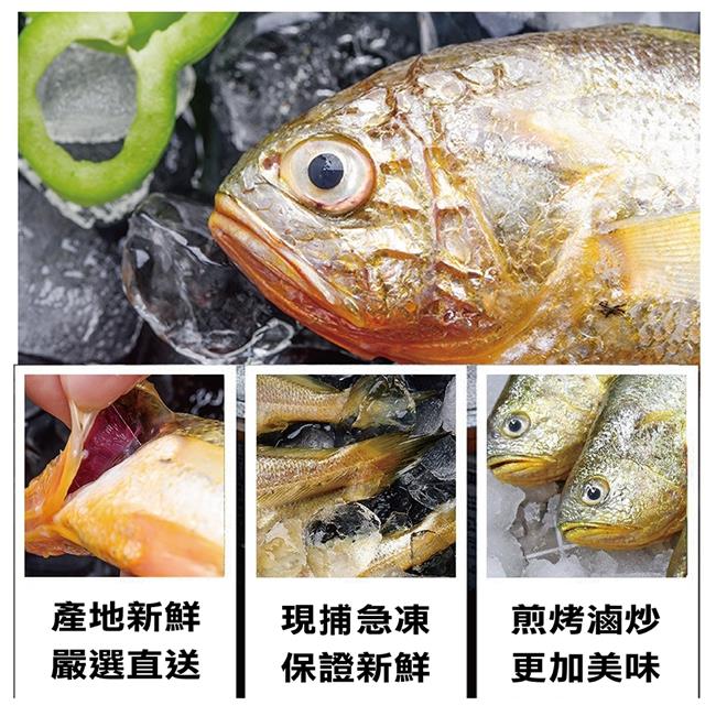 【海陸管家】巨無霸野生深海黃魚 2尾(每尾約600-700g)