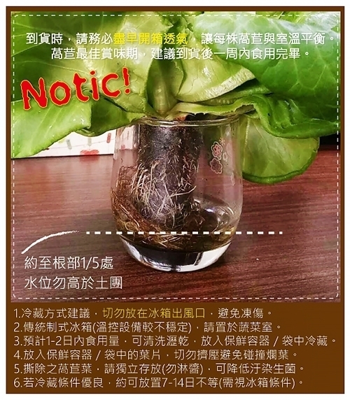 【天天果園】嚴選台灣小農溫室萵苣8朵組(每朵80-120g)