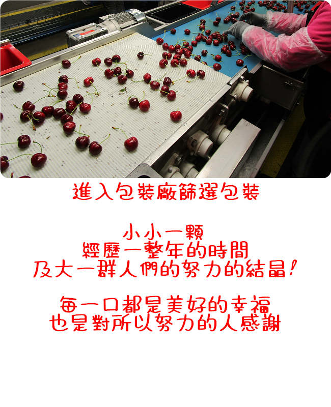 【川琪】硬脆 紅莓櫻桃 9.5R(1kg禮盒裝)