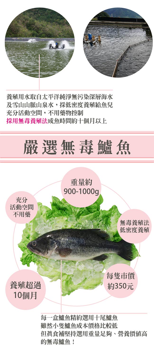 真食補 薑黃鱸魚精(70ml*15包/盒)