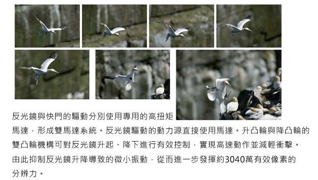 CANON EOS 5D Mark IV+24-70mm F4 單鏡組*(中文平輸)