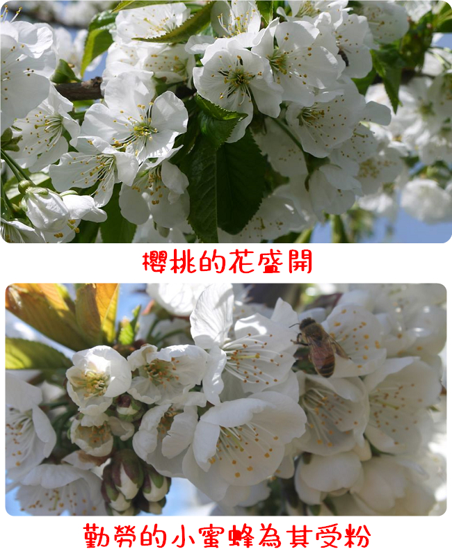 【川琪】硬脆 紅莓櫻桃 9.5R(2kg禮盒裝)