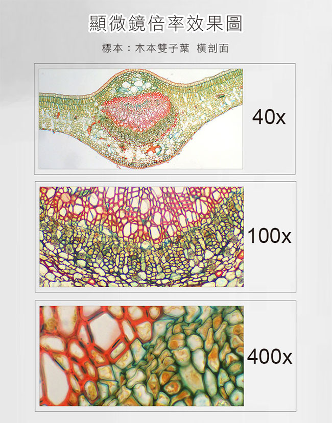 【Motic】BA81B MS 1000x 中型雙眼LED蓄電複式生物顯微鏡