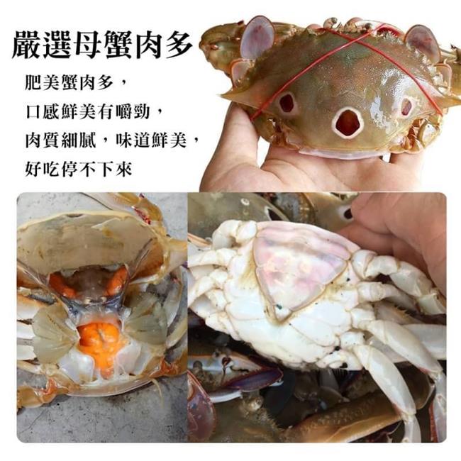 【海陸管家】活凍野生三點母蟹(每隻約175g) x10隻