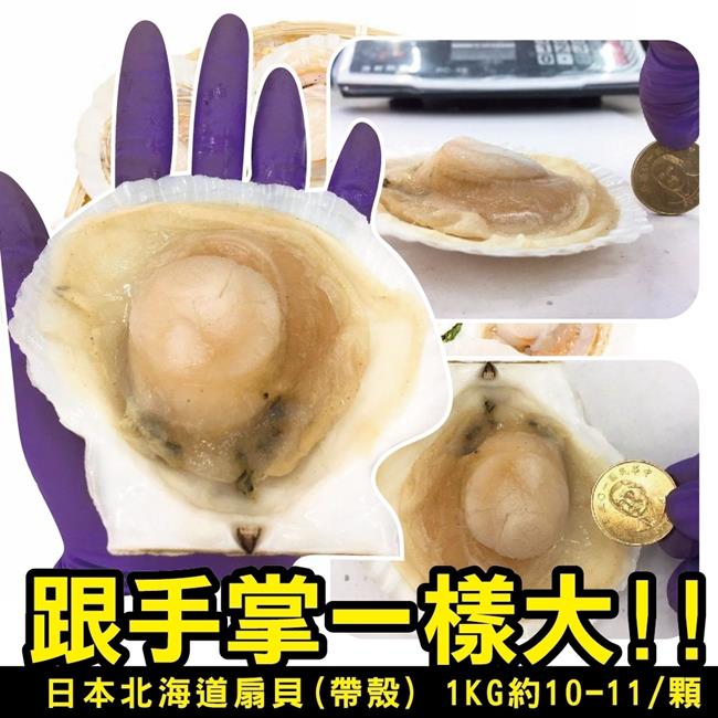 【海陸管家】日本北海道巨無霸半殼扇貝(每包7顆/共約1kg) x1包