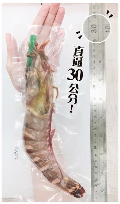 (滿699免運)【海陸管家】巨無霸比臉大海虎蝦(每隻150g-200g) x1隻