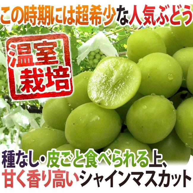 【天天果園】日本長野縣溫室麝香葡萄2串(每串約350-400g)