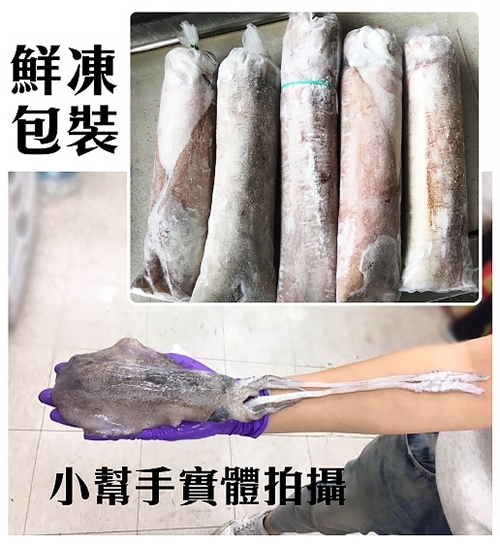 (滿699免運)【海陸管家】鮮凍野生手背大軟絲(每隻約1.2kg-1.4kg) x1隻