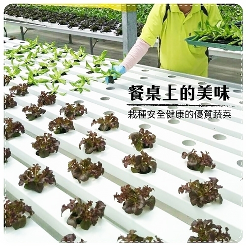 【天天果園】嚴選台灣小農溫室萵苣8朵組(每朵80-120g)