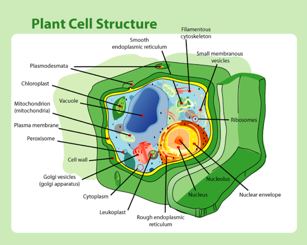 賽先生科學 New Sexy - 植物/動物細胞徽章