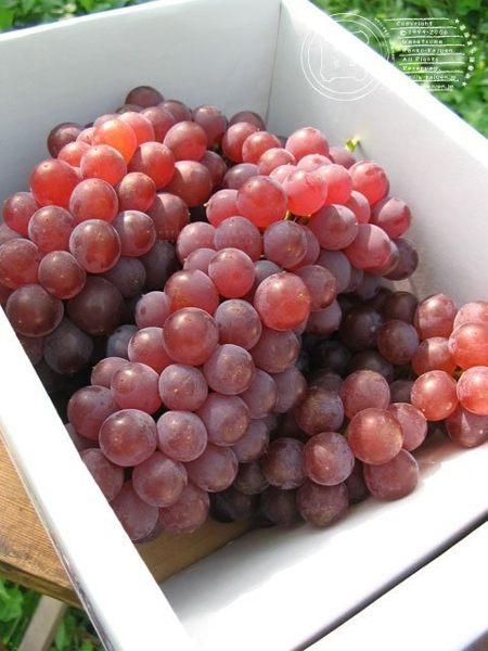 【天天果園】日本溫室珍珠葡萄原裝2kg(12-17串)