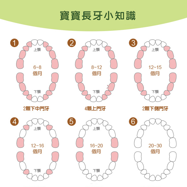 KU.KU酷咕鴨-玉米寶寶固齒器(5484)