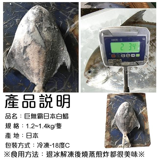 【海陸管家】日本巨無霸4XL白鯧魚(每隻約1.2kg) x1隻