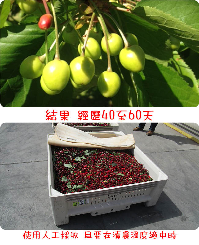 【川琪】硬脆 紅莓櫻桃 9.5R(1kg禮盒裝)